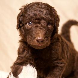 Comet - Chocolate male Goldendoodle puppy in Palmetto Bay, Florida from SOMIDOODLES