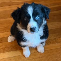 Ash - Black tri-color female Australian Shepherd puppy in La Porte City, Iowa from KDL Homestead