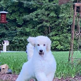 Poodles from Copper Canyon Standard Poodles