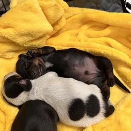 Dachshund Puppies from Whispering Willow Dachshunds