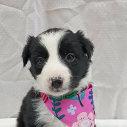 (Gaia) Salsita - Black and white female Border Collie puppy in Max, Nebraska from Stag Valley Homestead