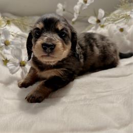 Joshy - Dapple male Dachshund puppy in San Diego, California from Enchantables