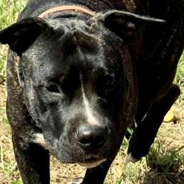 Tex - American Staffordshire Terrier