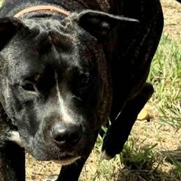 Tex - American Staffordshire Terrier