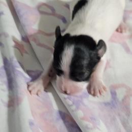 Rosey - White black and tan female Papillon puppy in Fulton, Missouri from Papillon Love