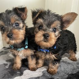 Yorkshire Terrier Puppies from Purple Ribbon Yorkie Kennel