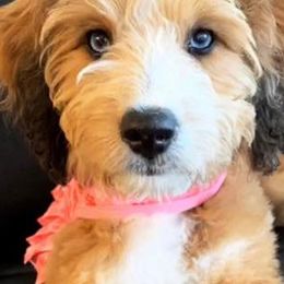 Aussiedoodles from Fetch Love Farms