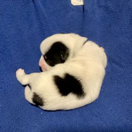 Maltipoo, Morkie, and Yorkipoo Puppies from Danza Bolo