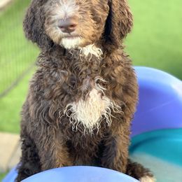 Goldendoodle Puppies from Sugarspicedoodles