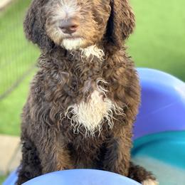 Goldendoodle Puppies from Sugarspicedoodles