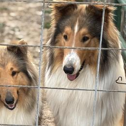 Collies from Hoskins Collies