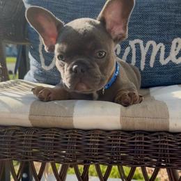 Dachshund and French Bulldog Puppies from Bad to the Bone French Bullies