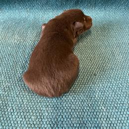 Bambi - Red & white male Australian Shepherd puppy in Whitwell, Tennessee from Owl Hollow Farm