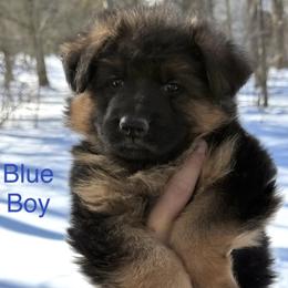 Atlas (Blue Collar) - Black and red male German Shepherd puppy in Newtown, Connecticut from Von Tiffany Haus
