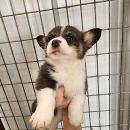 Boy 3 - Blue male Pembroke Welsh Corgi puppy in Odessa, Missouri from LOYAL T K9's CORGIS