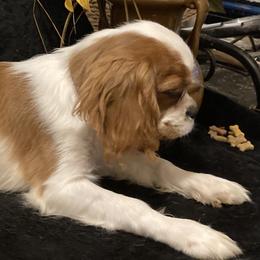 Cavalier King Charles Spaniel Puppies from Mapleview Cavalier King Charles Spaniels