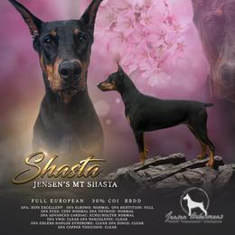 Shasta - Doberman Pinscher