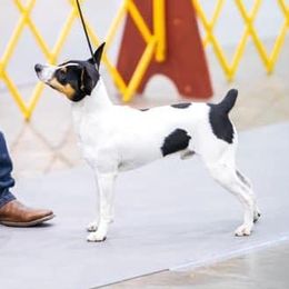Nitro - Rat Terrier
