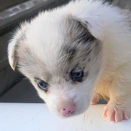 Maple - Sable merle and white female Cardigan Welsh Corgi puppy in Hotchkiss, Colorado from Bell S Ranch
