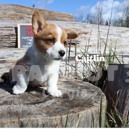 Caitlin-Chena - Fawn and white female American Corgi puppy in Sedro Woolley, Washington from Patriot Corgis