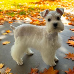 Miniature Schnauzer Puppies from Cali Sun-kissed Schnauzers