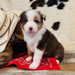 SNIPER - Red merle male Australian Shepherd puppy in Durand, Wisconsin from Larson’s Legacy Aussome Aussie Kennels