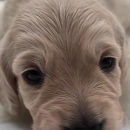 Josephine - Cream female Dachshund puppy in Nine Mile Falls, Washington from River Run Doxies