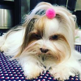 Angelina - Biewer Terrier