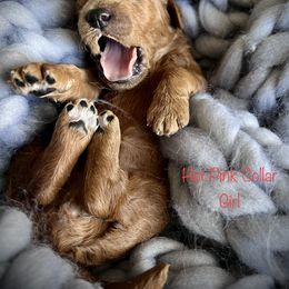 Poodle Puppies from Katie’s Standard Poodles