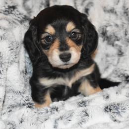 Bolt - Black and cream male Dachshund puppy in Texas from Sparkles & Spurs Mini Dachshunds