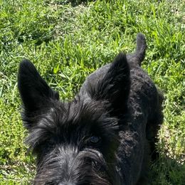 Scottish Terrier Puppies from Starlight Scotties of Texas