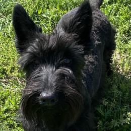 Scottish Terrier Puppies from Starlight Scotties of Texas