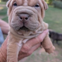 Girl 3 - Apricot dilute female Chinese Shar-Pei puppy in Autryville, North Carolina from T&D'S Razen Wrinkles Shar-pei