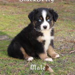 BlackBerry - Black tri Miniature Australian Shepherd puppy in Paris, Texas from Kuttin’ Up Mini Aussies