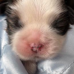 Boy2Duchess - Red and white male Shih Tzu puppy in Madras, Oregon from Maridee’s ShihTzu