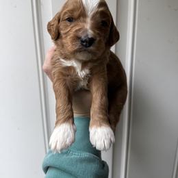 Diamond - Red  female Goldendoodle puppy in Clinton, Utah from Golden Law Kennels
