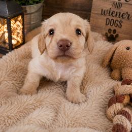 Ian - Red male Dachshund puppy in Adolphus, Kentucky from Walker's Dachshunds
