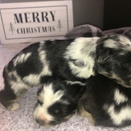 Australian Shepherd Puppies from Powell’s Australian Shepherds