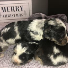 Australian Shepherd Puppies from Powell’s Australian Shepherds
