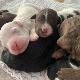 Goldendoodle Puppies from Lady Doodle Farm