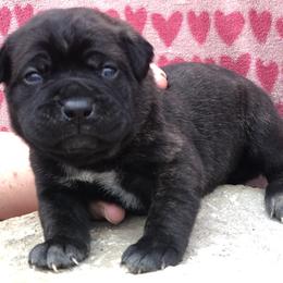 Purple Collar Girl - Cane Corso puppy in Jeffersonville, Kentucky from K9 Guardian Cane Corso