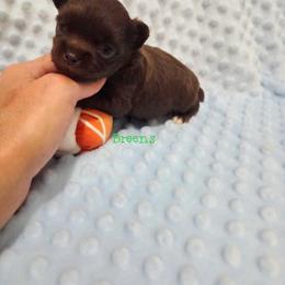 Chocolate boy - Chocolate male Chihuahua puppy in Richmond, Virginia from Breens