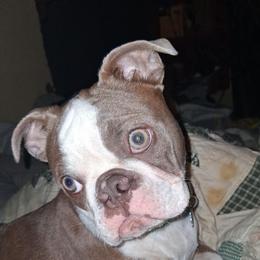 Xena - Boston Terrier