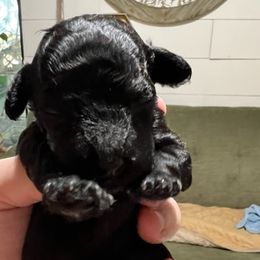 "Mocha  (female black) smaller" Poodle Puppies from Willow Lake Mini Pups