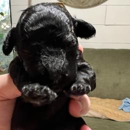 "Mocha  (female black) smaller" Poodle Puppies from Willow Lake Mini Pups