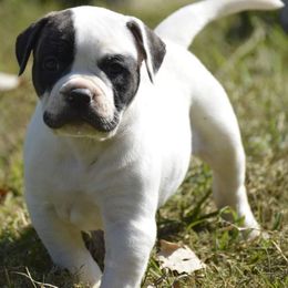 Boy 2 - American Bulldog puppy in Constantine, Michigan from EliAna Kennels
