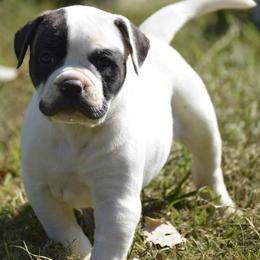 Boy 2 - American Bulldog puppy in Constantine, Michigan from EliAna Kennels