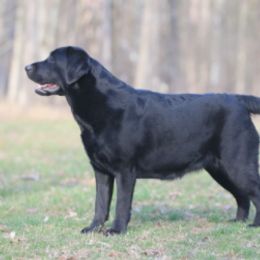 Labrador Retriever All Grown Up from Belle Isle