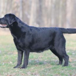 Labrador Retriever All Grown Up from Belle Isle