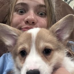 Pembroke Welsh Corgis from OVR Corgis